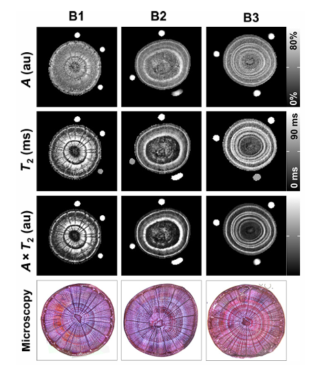 低场核磁共振无损解析植物水分关系与生理动态